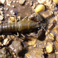 Noble Crayfish